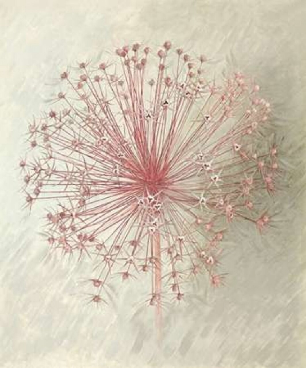 Allium Seedhead II Poster Print by Elisabeth Verdonck - Item # VARPDX62057